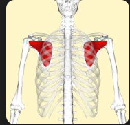 <p>Subscapularis </p>