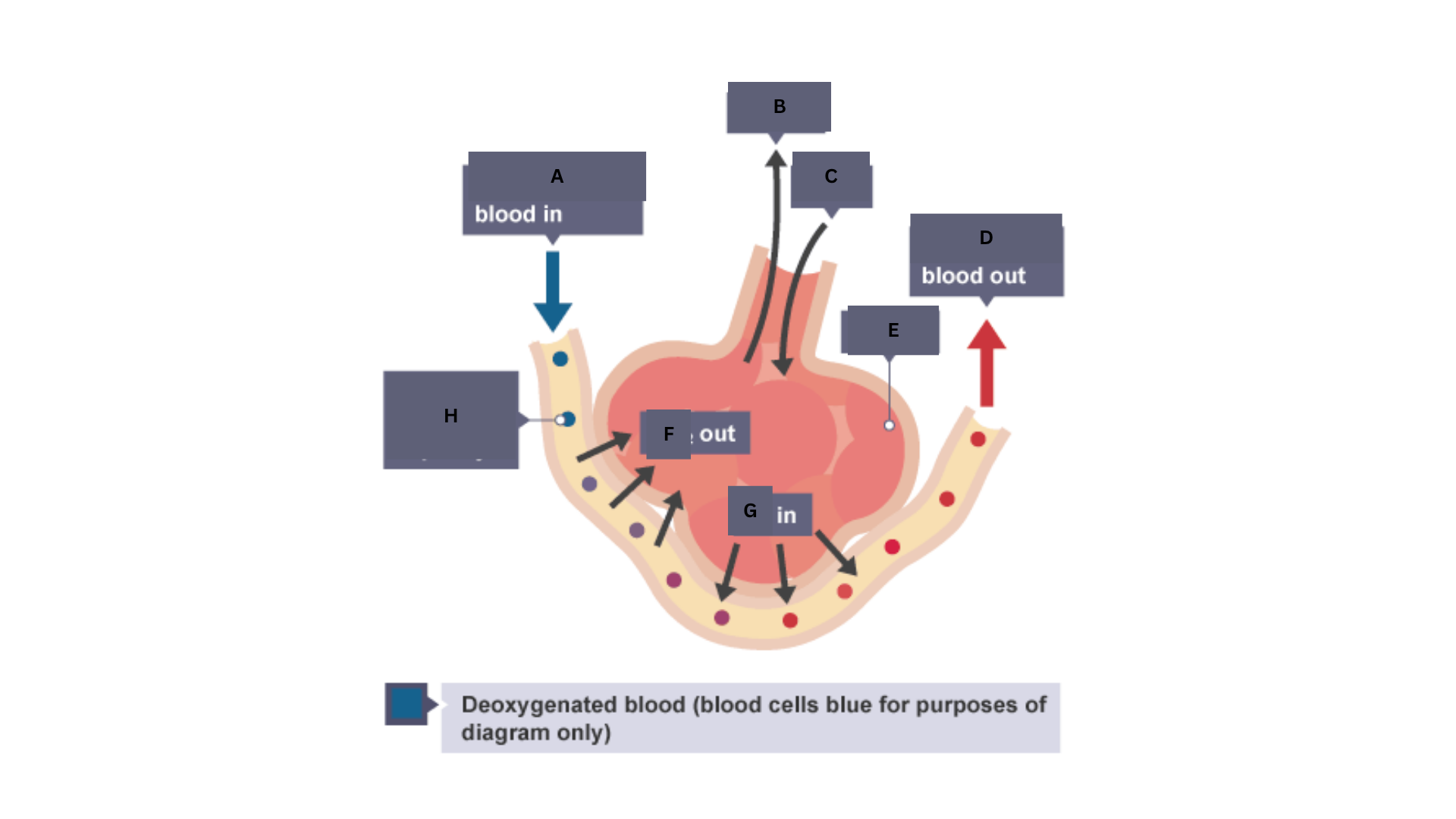 <p>Label this diagram of the human gaseous exchange system.</p>