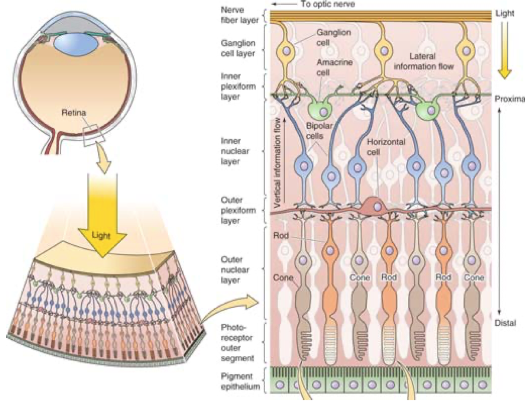 <p><strong>Fotoreceptor → bipolarcelle → gangliecelle</strong>.</p>