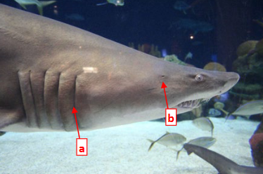 <p>The respiratory system of a shark goes from the mouth over to the ____ and out the gill slits. The alternate route is into the dorsal _____ over to the ____ and out the gill slits.</p>