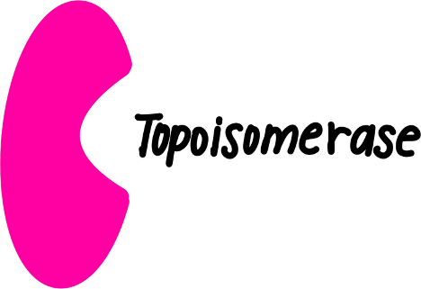 <p>What is the function of <strong>Topoisomerase</strong>?</p>