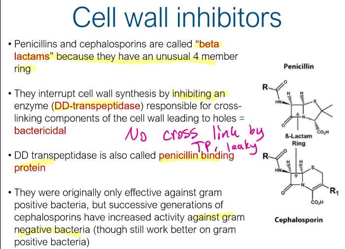<p>Beta lactams, Cell wall inhibitor. STOP DD-Transpeptidase crosslink</p><p>Bactericidal. better on gram + PMCOL DYNAMIC</p>
