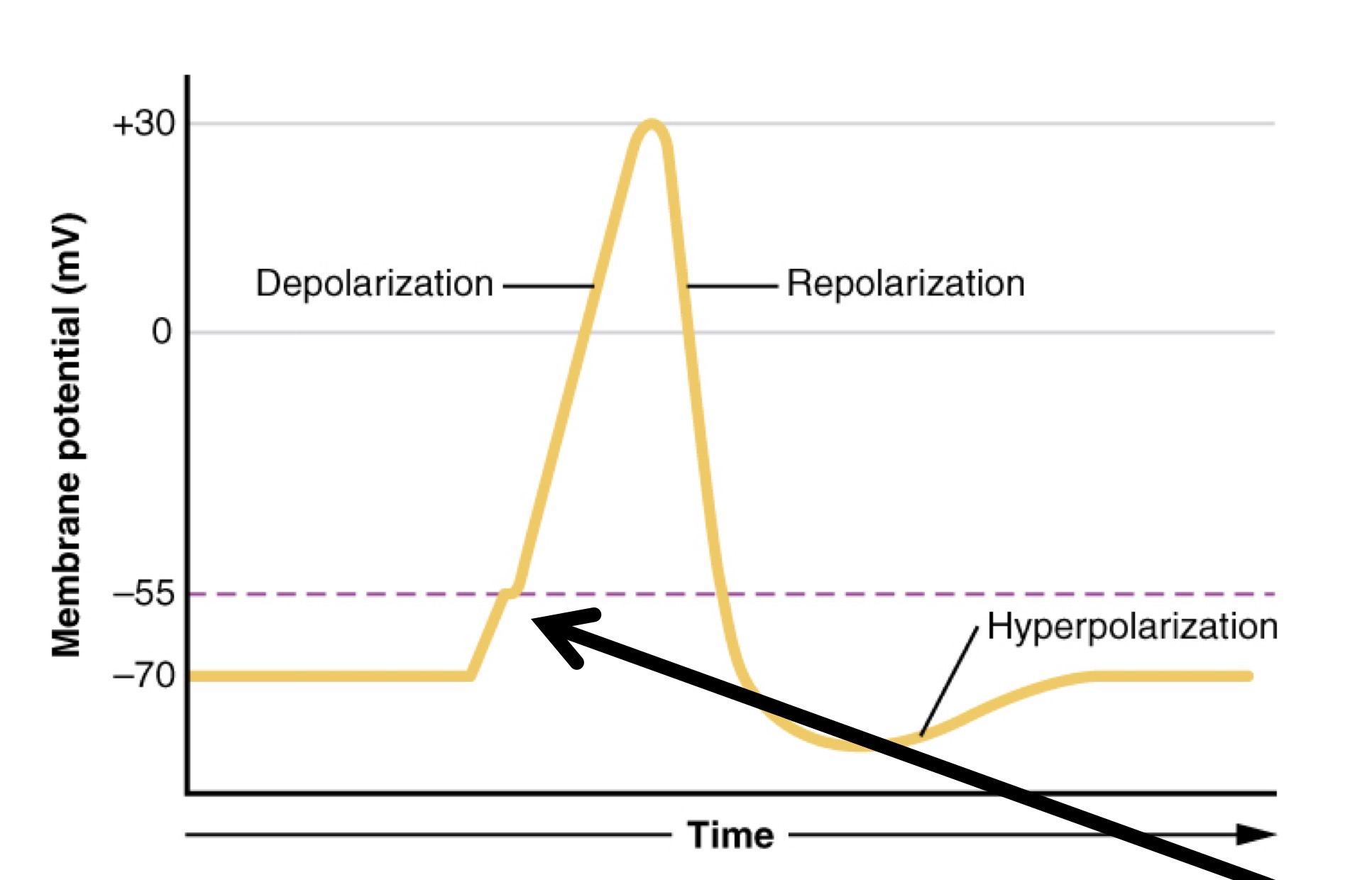 <p>Negative shift, <span><span>neuron returns back to its normal resting state after firing</span></span></p>