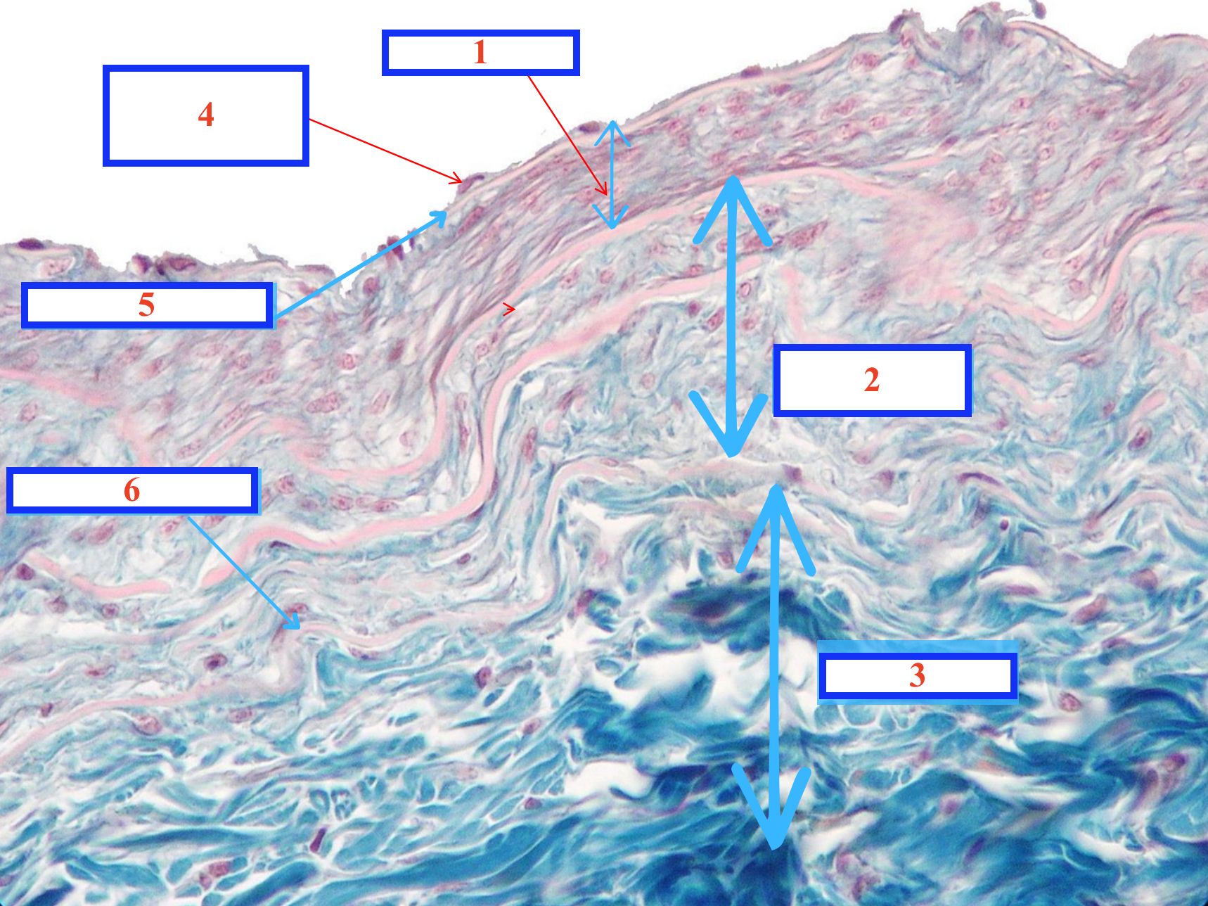 <p>Cấu trúc gì ?</p><p>Số 4 là tế bào gì ?</p>