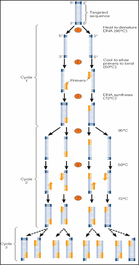 <p>how does PCR work?</p>