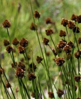 <p>Carex pachystachya</p>