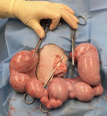 <p>You may see this ascending uterine infection of E. coli in middle aged cats that causes vulvar discharge, anorexia, and abdominal distention</p>