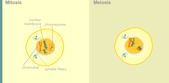 <p>Mitosis: </p><p><span style="font-size: medium;">Chromosomes begin to condense, taking on the form that they are usually depicted in: four arms connected at a point. Each chromosome is, at this time, actually two identical copies. Each copy is called a chromatid.</span><br><br><span style="font-size: medium;">A spindle begins to form from the centrioles. This spindle is made of fibers. The centrioles begin to separate.</span><br><br><span style="font-size: medium;">Also, the membrane of the nucleus, or nuclear envelope, fragments and disperses.</span></p><p></p><p><span style="font-size: medium;">Prophase I (Meiosis) </span></p><p><span style="font-size: medium;">The activities are the same as in mitosis, except that in this cell the chromosomes attach to the membrane of the nucleus and then pair up with their corresponding chromosome.</span><br><br><span style="font-size: medium;">While paired up, enzymes cut sequences of DNA (genes) from the chromosomes. These sequences are exchanged between the chromosomes, which allows for an exchange of genes between the two</span></p>