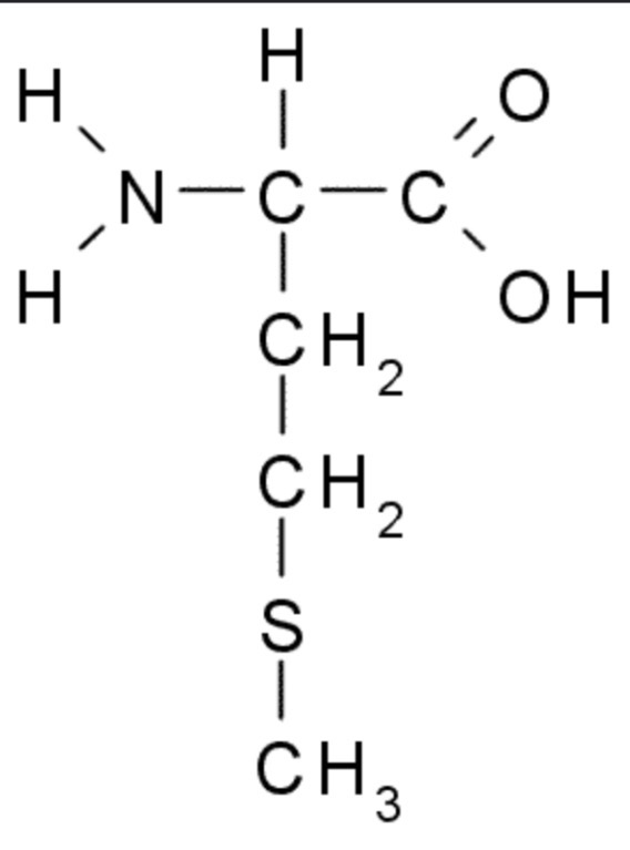 <p><span>Contient du soufre ; c'est le signal de départ de la synthèse des protéines.</span></p>
