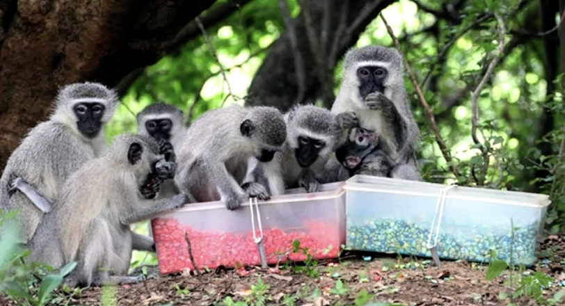 <p>The ability to detect and interpret flavors, influencing dietary choices and feeding behavior in primates.</p>