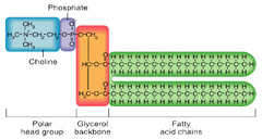 <p>form lipid bilayer membranes, glycerol with 2 fatty acid chains and a phosphate</p><p>increase membrane fluidity:</p><p>1. unsaturated fatty acids</p><p>2. shorter fatty acid tails</p><p>3. cholesterol at low temperatures</p>