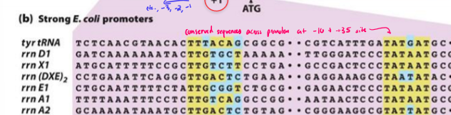 <ul><li><p>most common nucleotide at each position of promoter</p></li><li><p>conserved sequence across promoters from -10 to -35 site of transcription</p><ul><li><p>+1 = transcritpion start site</p></li></ul></li><li><p>the more similar a promoter sequence is to the consensus sequence, the stronger binding affinity RNA poly has to the promoter, increasing transcription</p></li></ul><p></p>