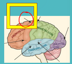 <p>The motor cortex</p><p></p>