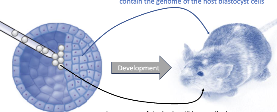 <p>Some parts of the body will have cells that contain the genome of the host blastocyst cells</p><p>Some parts of the body will have cells that contain the genome of the gene-targeted ES cells</p><p></p>