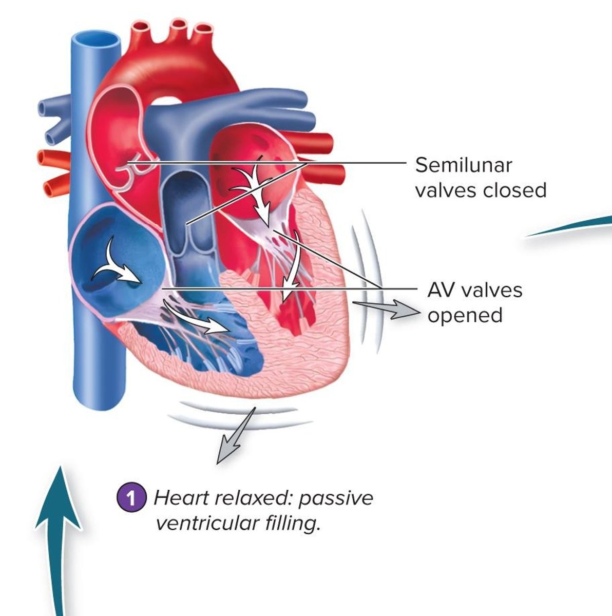 <p>Blood moves into the ventricles due to higher pressure in the veins.</p>