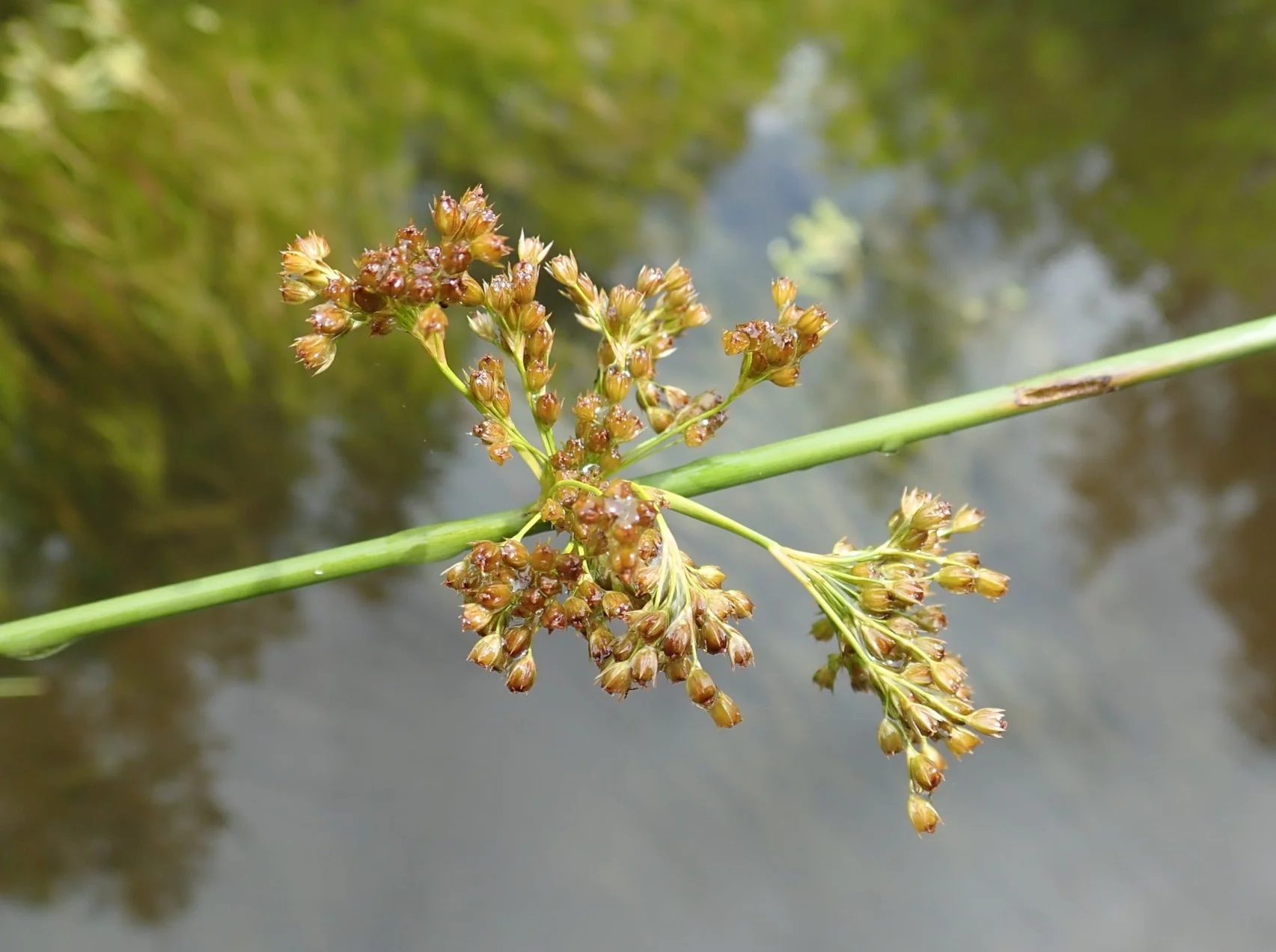 <p>tufted, leafless, reduced to brown sheaths, appearing as a continuation of the stem</p>