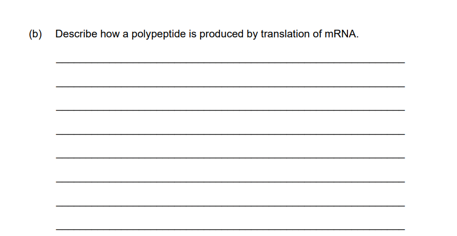 <p>Describe how a polypeptide is produced from the translation of mRNA</p>
