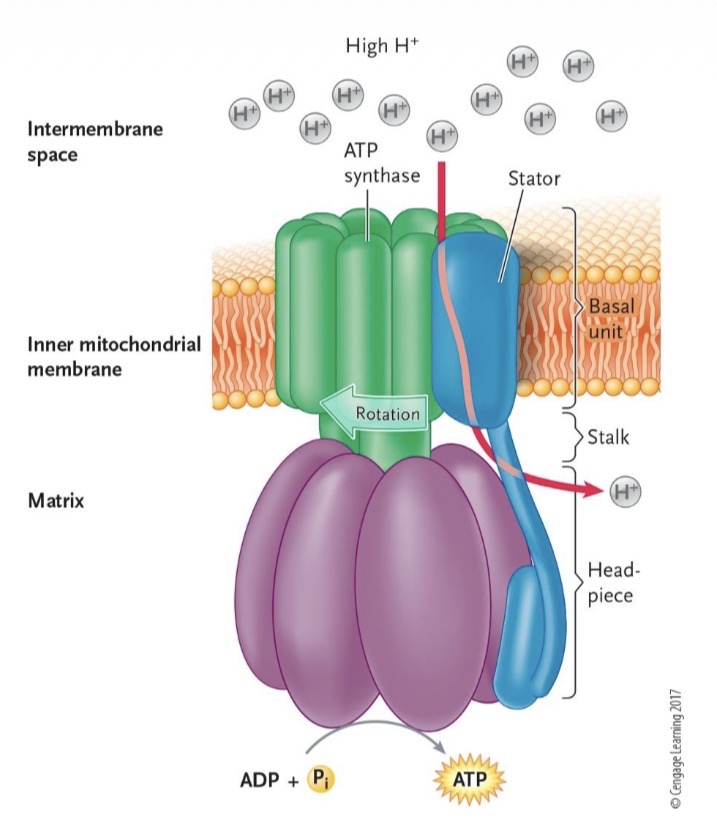 <ul><li><p>Hydrogen moves into the matrix via ATP synthase</p></li><li><p>When H+ moves through synthase, proton motive force is released, which powers the creation of ATP in the matrix</p></li></ul><p></p>