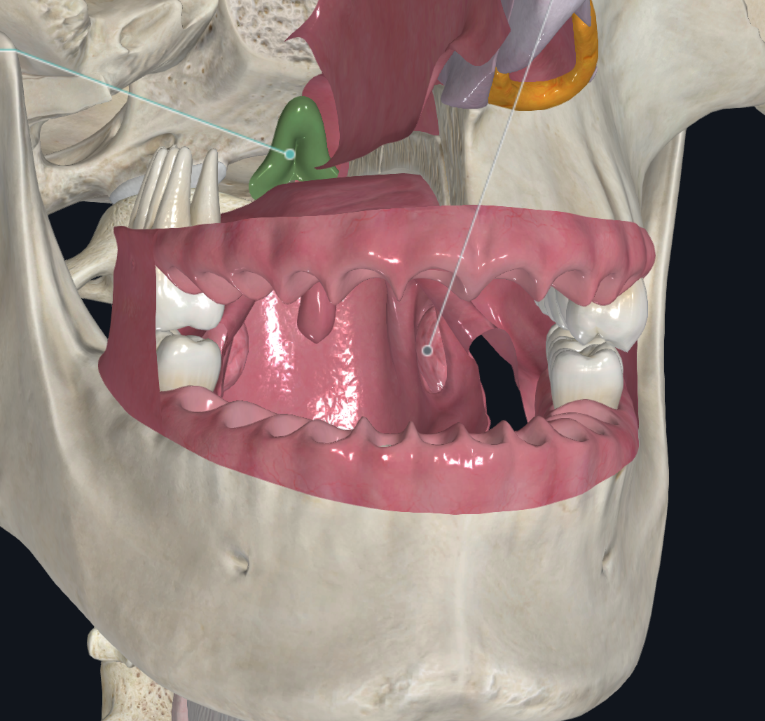 knowt flashcard image