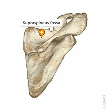 <p>Supraspinous Fossa</p>