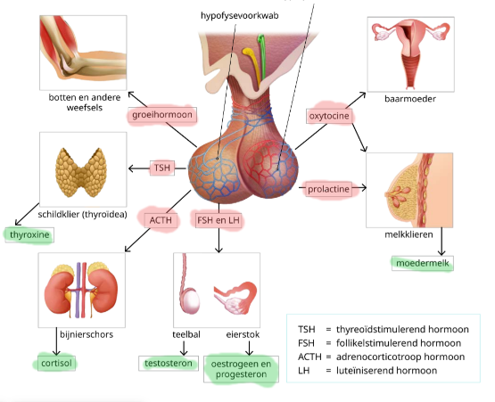 <p>Hormonen die, onder invloed van de hypofysehormonen, geproduceerd worden in andere endocriene klieren</p>