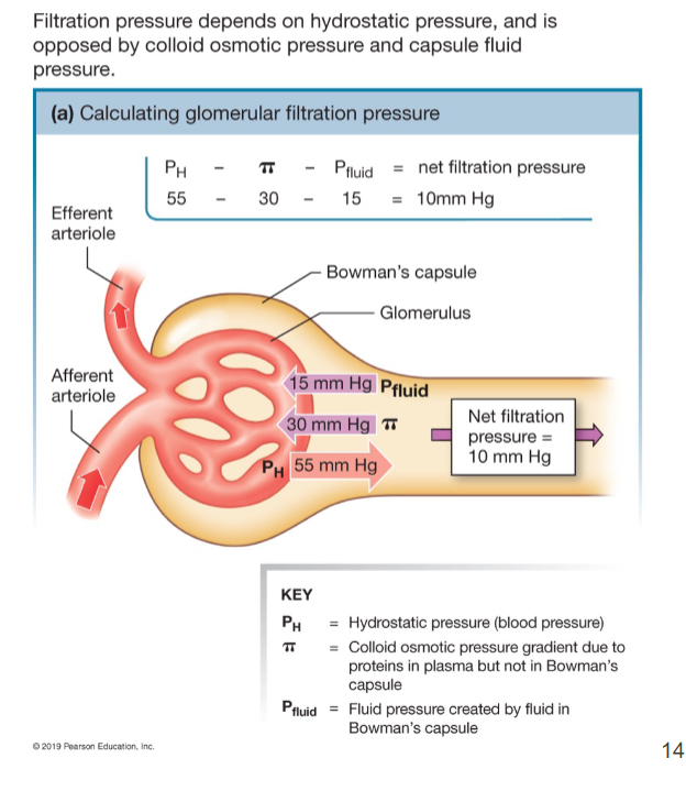 <p>Glomerular filtration rate = sum of all 3 pressures</p>