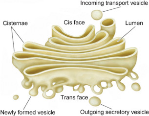 <p>sends vesicles back out into the cytosol to other locations or to the plasma membrane for secretion</p>