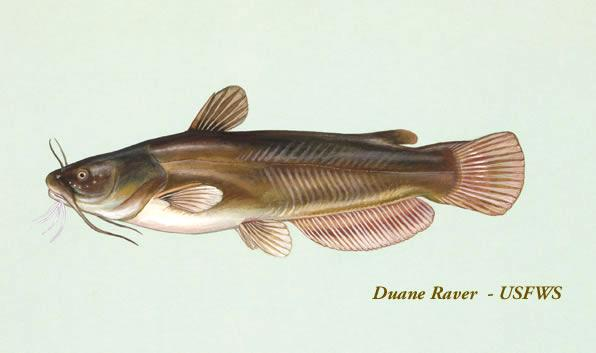 <p>Ictaluridae</p><p><span style="line-height: 115%;">Ameiurus natalis (Yellow bullhead) </span></p>