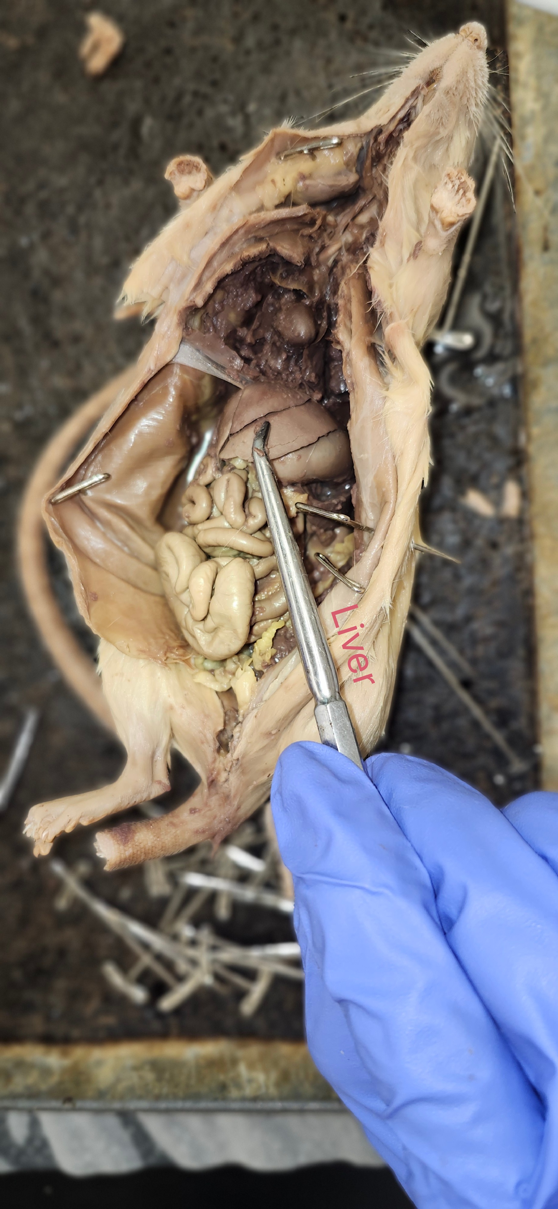 <p>liver</p>