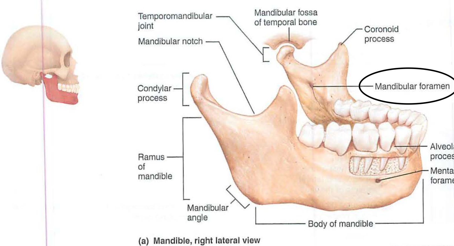 <p>iv. mandibular foramen</p>