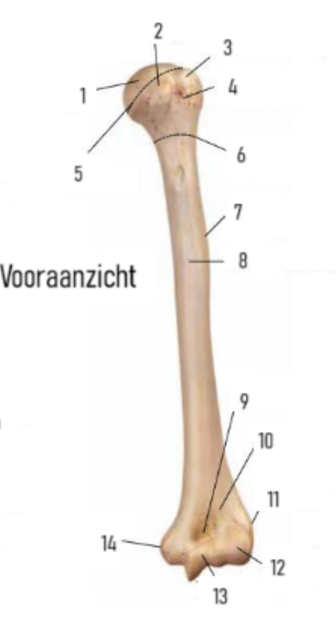 <p>8?</p>