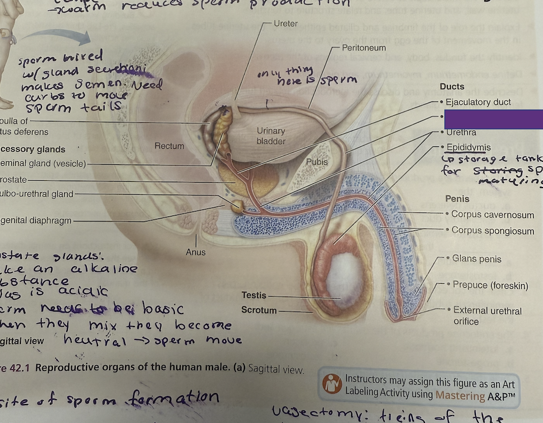 <p>What is this and its function?</p>