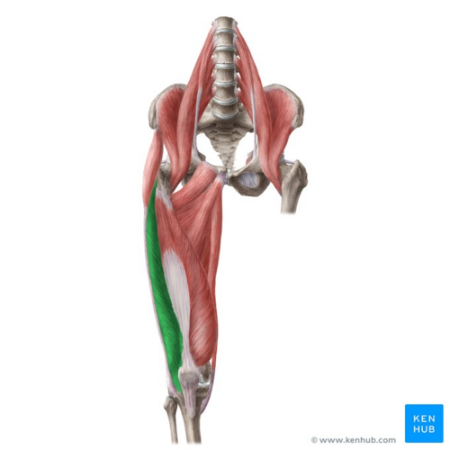 <p>extension of the knee</p><p>Origin: lateral lip of the linea aspera</p><p>insertion: upper boarder of pattela</p>