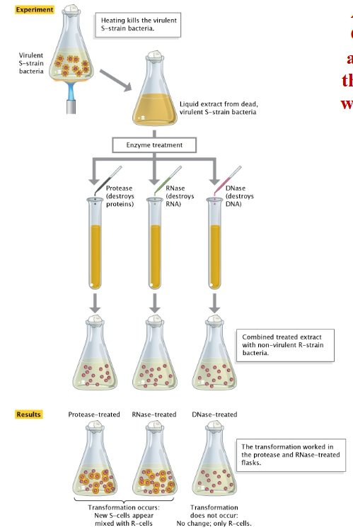 <p>Avery’s work build on Griffith’s experiments and strongly supported the hypothesis that DNA was the genetic material.</p>