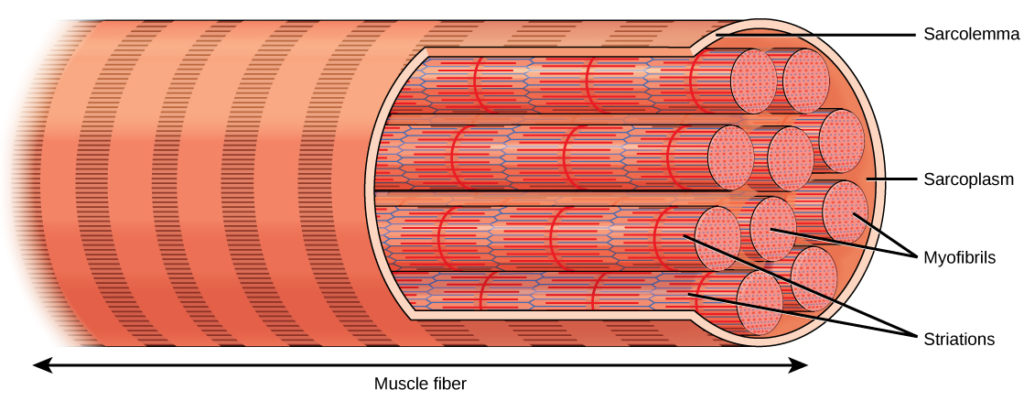 <p>long rod like organelles inside muscle cells responsible for muscle contraction</p>