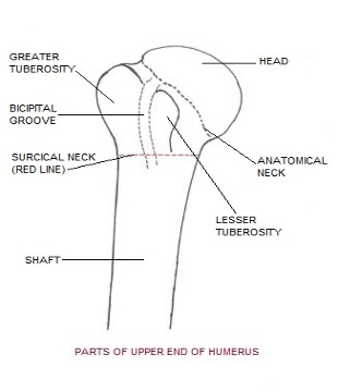 <p>Small bulge on anterior, 1 rotator cuff attached</p>