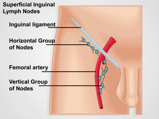 <ul><li><p>Palpate each of the lymph nodes for any enlargements or tenderness:</p></li></ul><p>- Epitrochlear, Axillary</p><p>-Submental, Submandibular, Tonsillar, Pre-auricular, post-auricular, suboccipital, anterior cervical chain, supraclavicular and posterior cervical chain</p><p>- Inguinal: Horizontal and vertical chain</p><p></p>