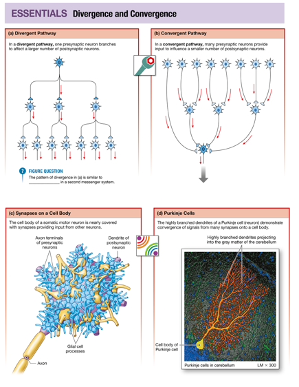 <p>across synapse, neuromodulators, modifying what’s happening at axon terminal</p>