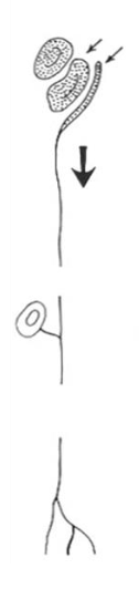 <p>Sensory neuron?</p>