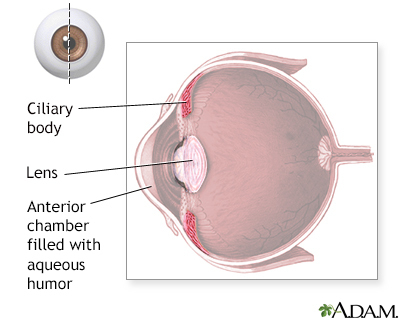 <ul><li><p>smooth muscle and connective tissue responsible for controlling lens shape and making aqueous humor</p><ul><li><p>Acts like a drawstring. </p></li><li><p>contract = loosens the suspensory ligaments attached to the lens (makes lense rounder and focus on close-up </p></li><li><p>eelaxes = flattens the lens for distant vision.</p></li></ul></li><li><p>a circular ring of tissue located in the middle layer of the eye (the uvea), directly behind the iris</p></li><li><p>Contains ciliary muscle</p></li></ul><p></p>