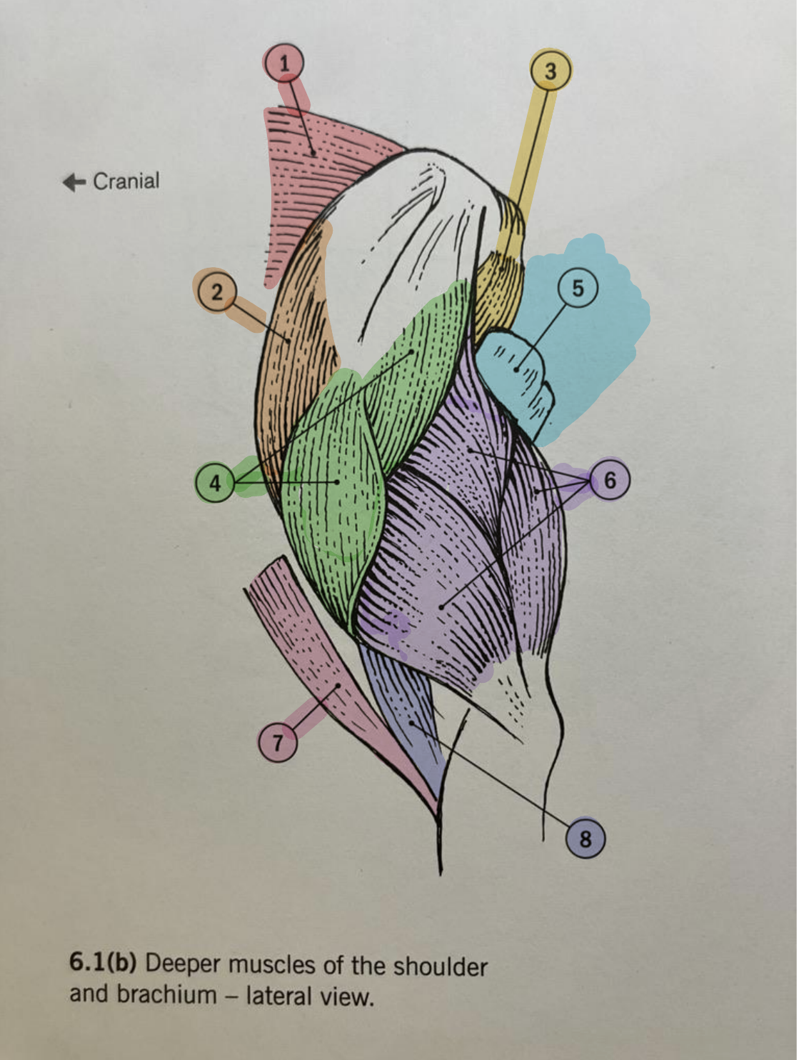 <p><strong>Deeper Shoulder Muscles (Lateral View) </strong></p><ul><li><p>Identify 1</p></li></ul><p></p>