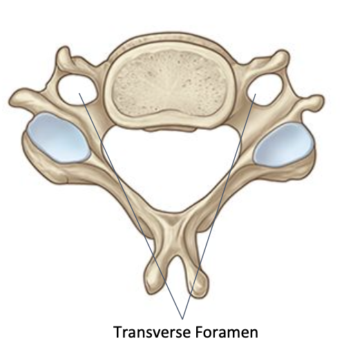 <p>Cervical vertebrae - transverse foramen</p>