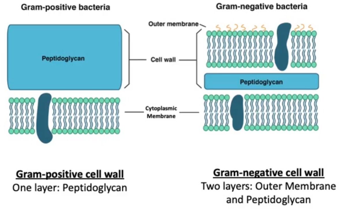 <p>Gram Positive</p>