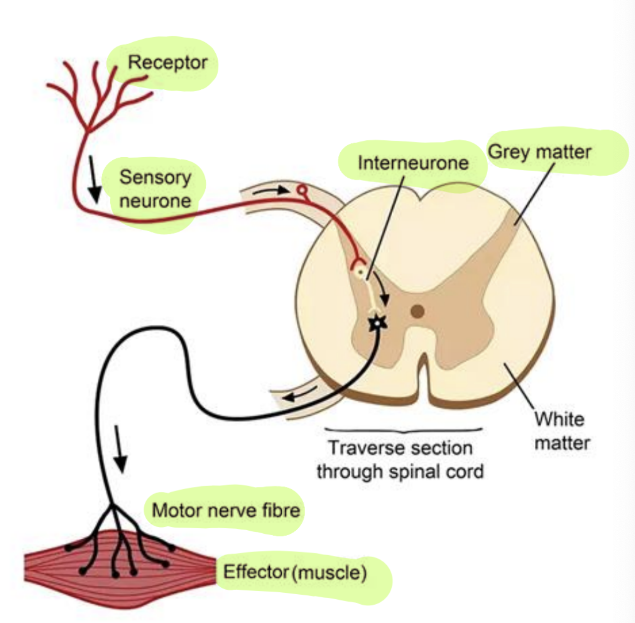 <ul><li><p>free nerve ending sensory neuron —> interneuron/ relay neuron —> motor neuron —> effector</p></li><li><p>is an involuntary response</p></li><li><p>synapses fo the neurons are withint he grey matter of the spinal cord</p></li><li><p>intensity of the stimulation is proportional to the intensity of the reflex response</p></li><li><p>brain is not involved, only the spinal cord involved</p></li></ul><p></p>
