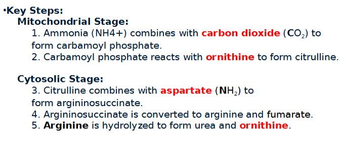 <p>These are the steps of which cycle?</p>