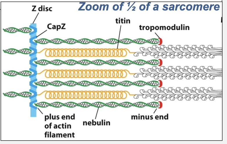 <ul><li><p>function as molecular rulers </p></li><li><p>titan also functions as molecular spring</p></li></ul><p></p>