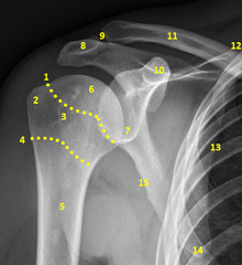 <p>15?</p>
