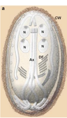 <p>Describe the Giardia spp. cyst</p>
