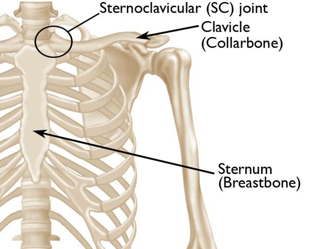 <p>Joint between the sternumn and clavicle</p><p>diarthrodial synovial gliding joint, protraction and retraction @15*, Elevation @45* and depression @15*</p><p></p>