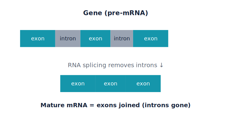 <p>Introns</p>